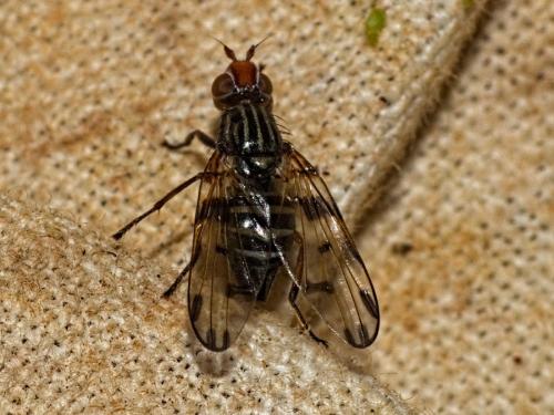 Otites porcus